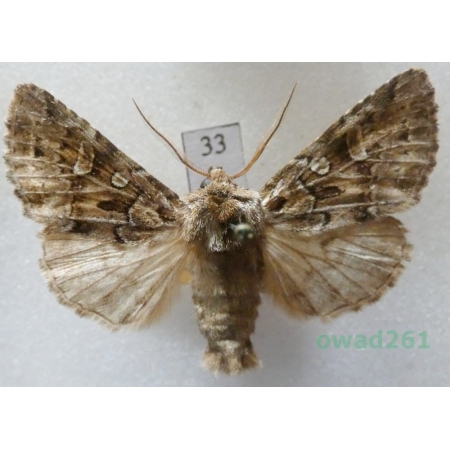 Pachetra sagittigera (Hufnagel, 1766) Czech33